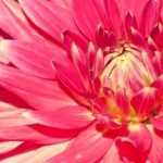 Entdecken Sie die besten Riesen-Dahlien