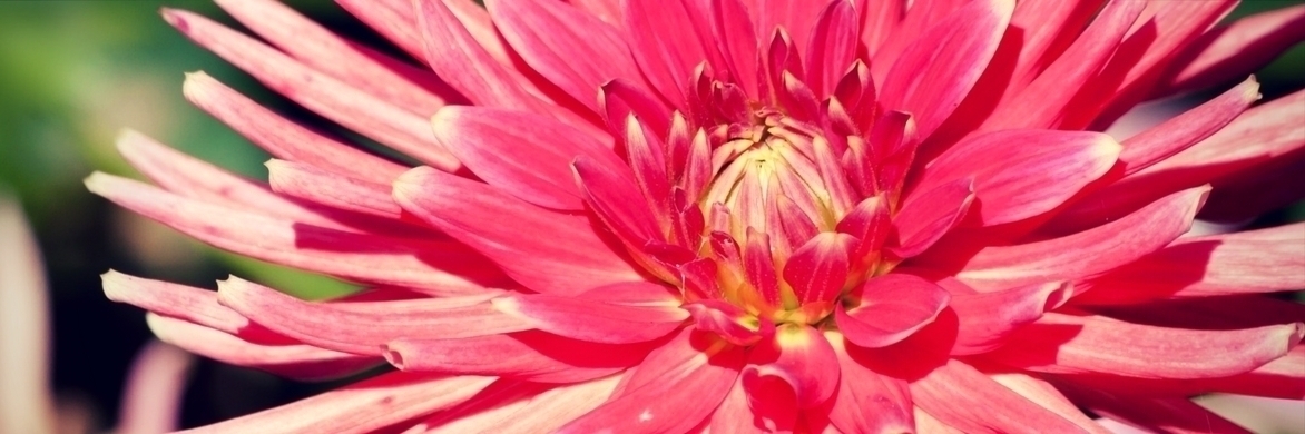 Entdecken Sie die besten Riesen-Dahlien