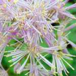 Thalictrum, Akeleiblättrige Wiesenraute: 8 schöne Kombinationsideen
