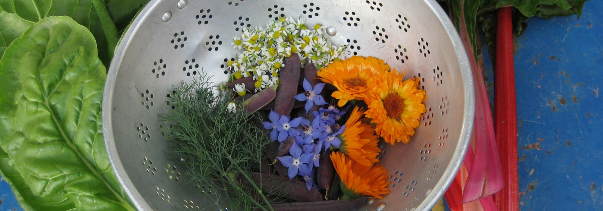Die besten essbaren Blumen für den Garten