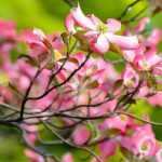 Japanische Blumen-Hartriegel: Pflanzung, Rückschnitt und Pflege