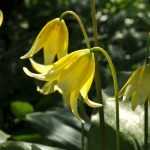 Erythronium: Pflanzen und Kultivieren