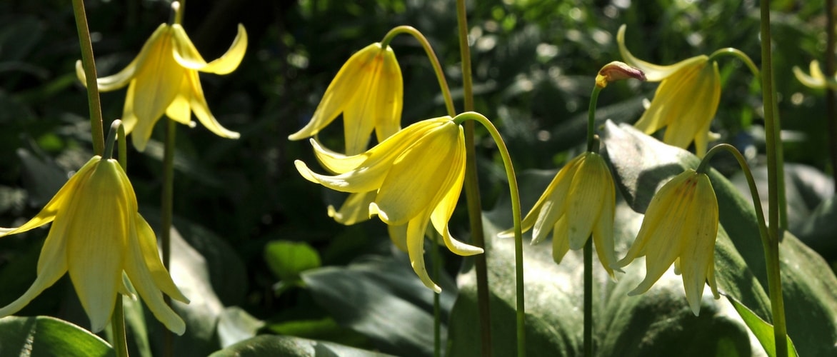 Erythronium: Pflanzen und Kultivieren