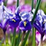 Iris reticulata: Pflanzen und kultivieren