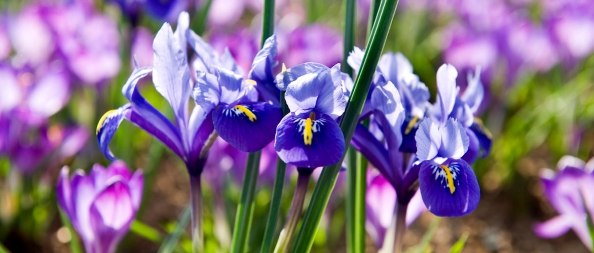 Iris reticulata: Pflanzen und kultivieren