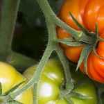 Tomaten gießen: Wie geht das?