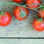 Tomate: Kraut- und Braunfäule, andere Krankheiten und Schädlinge
