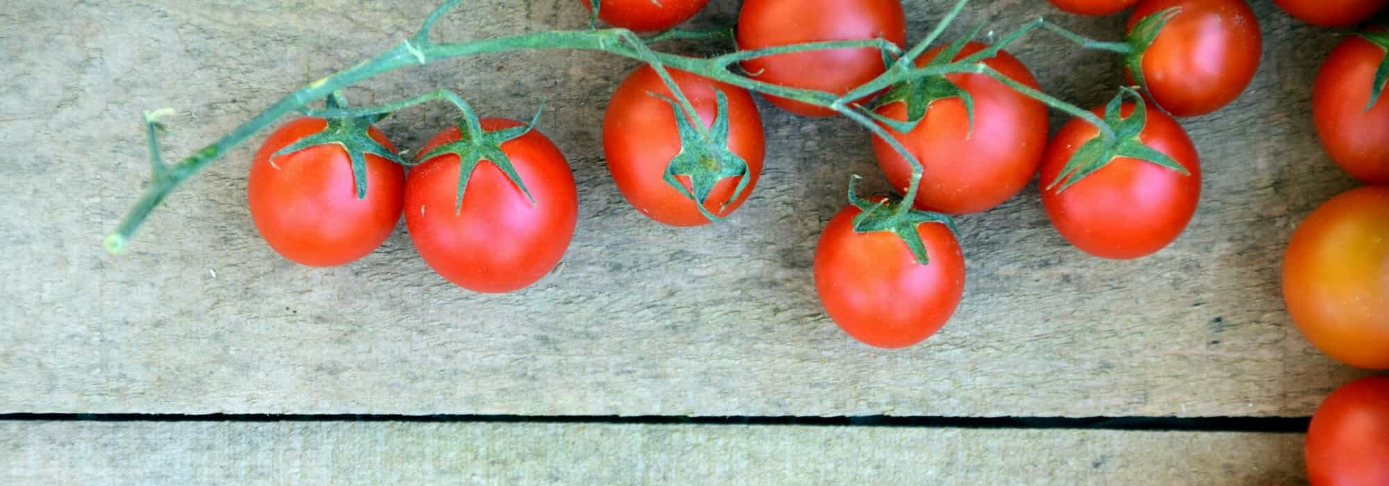 Tomate: Kraut- und Braunfäule, andere Krankheiten und Schädlinge