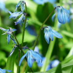Blaustern, Scilla: Pflanzung und Pflege