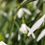 Schneeglöckchen, Kleines Schneeglöckchen: pflanzen, kultivieren, pflegen