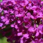 Sommerflieder: Pflanzen und Pflege