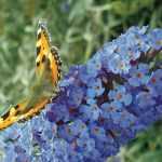 Sommerflieder, Buddleia: Wie führt man den richtigen Rückschnitt durch?