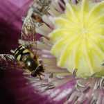 Ein Insektenhotel bauen – Anleitung