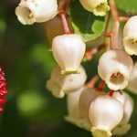 Westlicher Erdbeerbaum, Erdbeerbaum: pflanzen, schneiden und pflegen