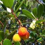 Westlicher Erdbeerbaum, Erdbeerbaum: Krankheiten und Behandlungen