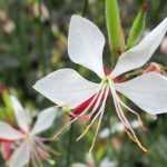 Gaura lindheimeri: Wann, wo und wie pflanzen?