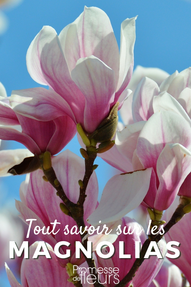 Magnolie, Pflegeanleitung