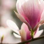 Magnolie: wann und wie schneiden