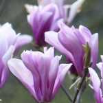 Magnolie: richtig pflanzen in 4 Schritten