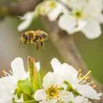 Die besten bienenfreundlichen Pflanzen je Jahreszeit