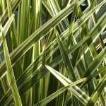 Cordyline: Pflanzen, Kultivieren, Pflegen
