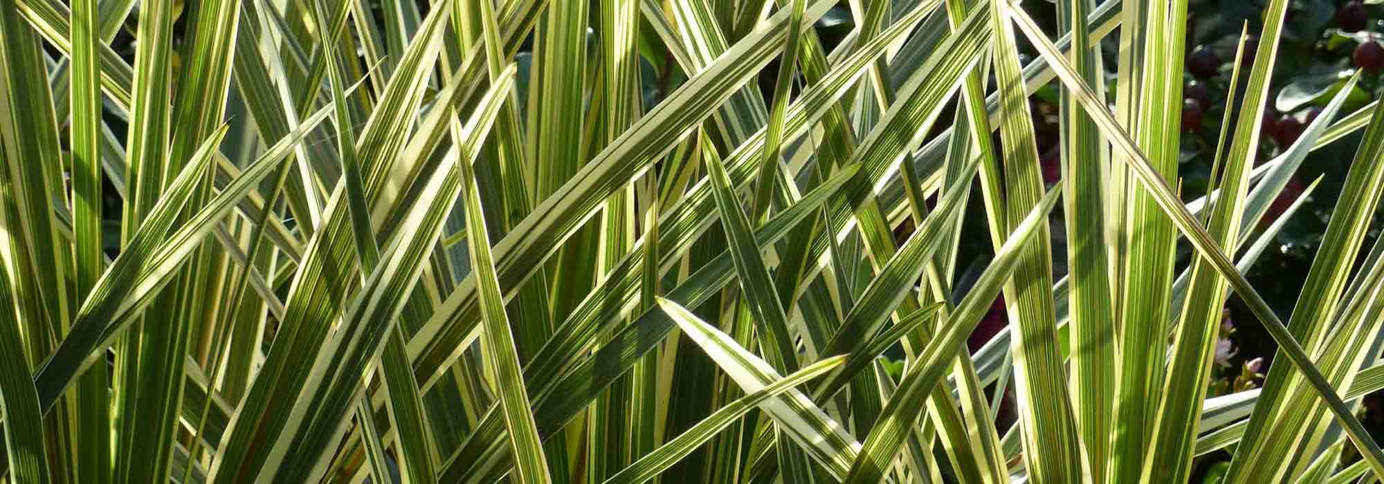 Cordyline: Pflanzen, Kultivieren, Pflegen
