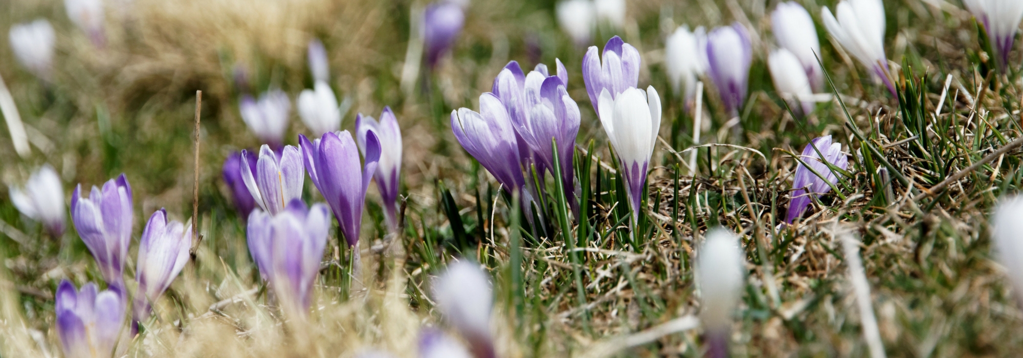 Krokus: Wie pflanzt man sie?
