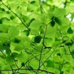 5 Gründe, die Hainbuche zu pflanzen – ein außergewöhnlicher Baum!