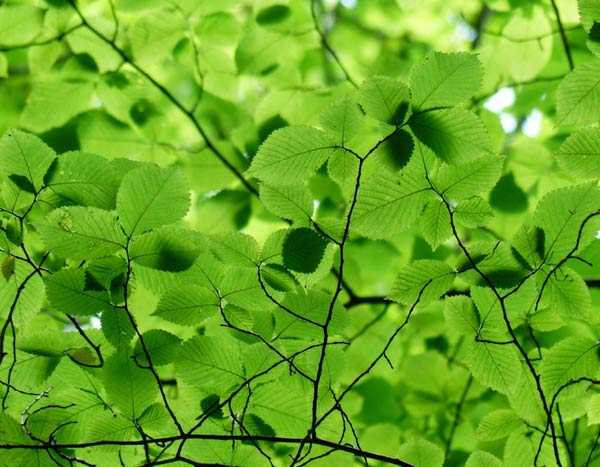 5 Gründe, die Hainbuche zu pflanzen – ein außergewöhnlicher Baum!