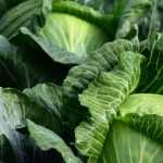 7 Gemüse, die Sie im Spätsommer im Gemüsegarten säen