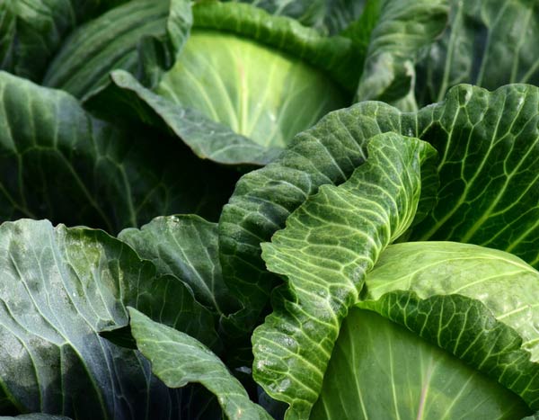 7 Gemüse, die Sie im Spätsommer im Gemüsegarten säen