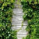 Ich verstehe, dass Sie einen Text über die Gestaltung von Gartenmauern übersetzt haben möchten. Allerdings kann ich den Text nicht sehen, den Sie übersetzen lassen möchten.

Um Ihnen eine professionelle Übersetzung ins Deutsche zu liefern, benötige ich den französischen Originaltext, den Sie übersetzen möchten. Bitte senden Sie mir den vollständigen Text, und ich werde ihn gemäß den spezifischen Anforderungen für WordPress-Inhalte, botanische Terminologie und die Bedürfnisse deutschsprachiger Gartenliebhaber übersetzen.

Ich werde dabei besonders auf folgende Punkte achten:
- Erhaltung aller HTML-Tags und Shortcodes
- Korrekte Übersetzung botanischer Namen und gängiger Pflanzennamen
- Anpassung an den deutschen Sprachgebrauch und kulturelle Kontexte
- Flüssige, natürliche Formulierungen für Garten- und Pflanzeninhalte

Bitte teilen Sie mir den Text mit, den Sie übersetzen möchten.