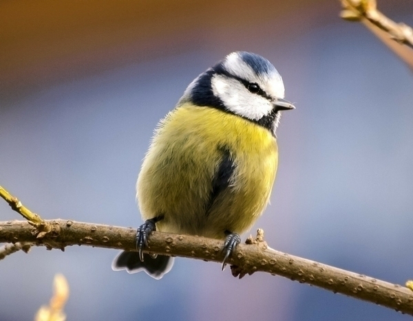 Vögel im Garten im Winter füttern