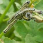 Kohlweißlinge im Bio-Gemüsegarten bekämpfen