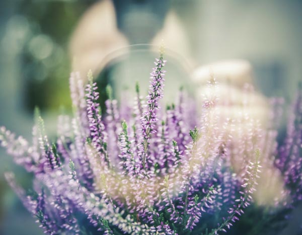 10 Tipps, wie Ihnen schlechte Fotos Ihres Gartens und Ihrer Blumen gelingen