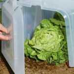 Gemüsegarten: Aussaat und Kulturen vor Kälte schützen