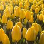 Wie Sie Ihre Tulpen in 5 Lektionen zum Scheitern bringen