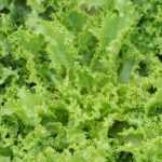 Mesclun: viele Vorteile