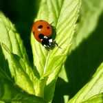 Nachhaltiges Gärtnern