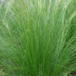 Ziergräser: Federgras oder Stipa tenuifolia – was tun damit?