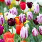 Tulpen: Wie wählt man sie richtig in 3 Punkten aus?