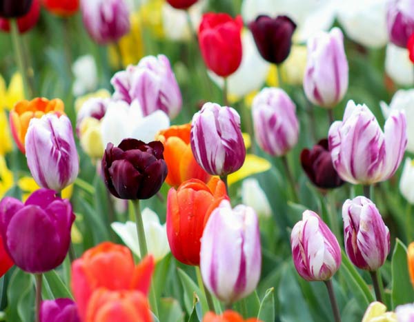 Tulpen: Wie wählt man sie richtig in 3 Punkten aus?