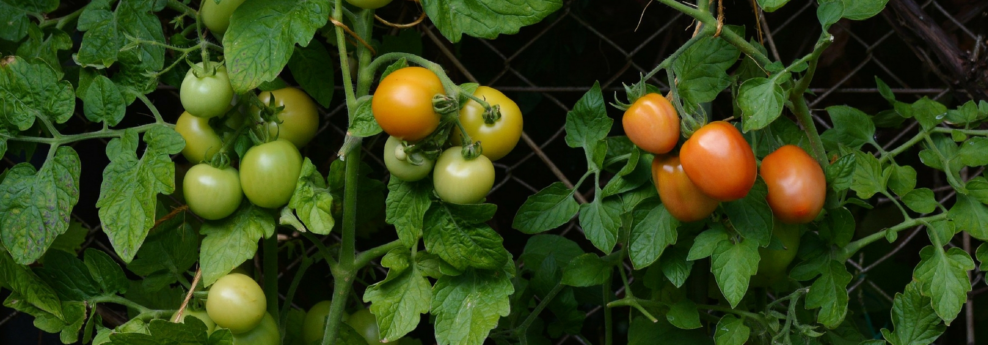 Einen Tomatenkäfig bauen – Anleitung
