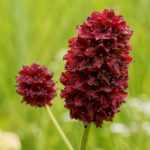Der Kleine Wiesenknopf oder Wiesenknopf: Pflanzung, Anbau und Pflege