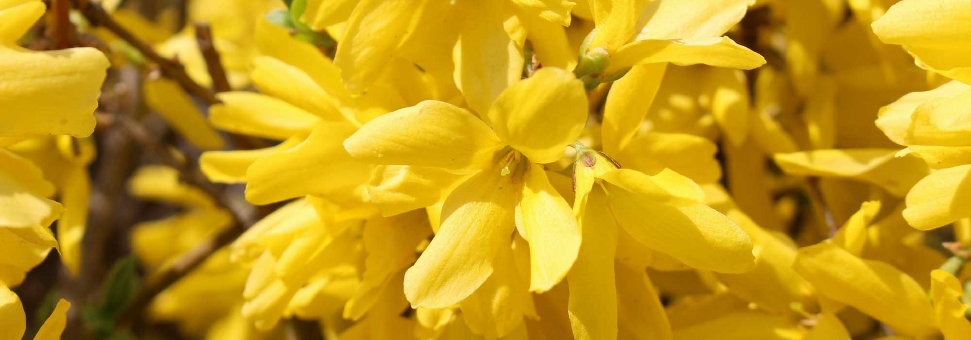 Forsythie: pflanzen, Rückschnitt und Pflege