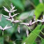 Elfenblume: Pflanzen, Kultivieren und Pflegen