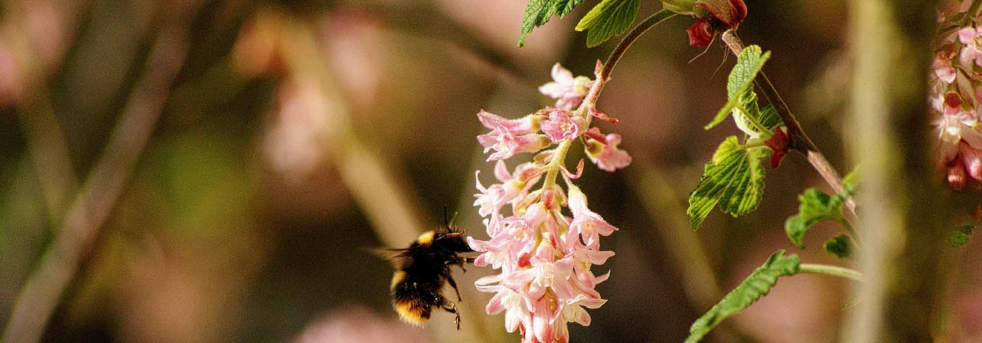 Blut-Johannisbeere, Ribes: Pflanzung, Rückschnitt und Pflege