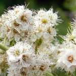Spierstrauch, Spiraea: pflanzen, Rückschnitt und Pflege