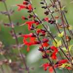 Salbei, Salvia: Pflanzung, Rückschnitt, Pflege
