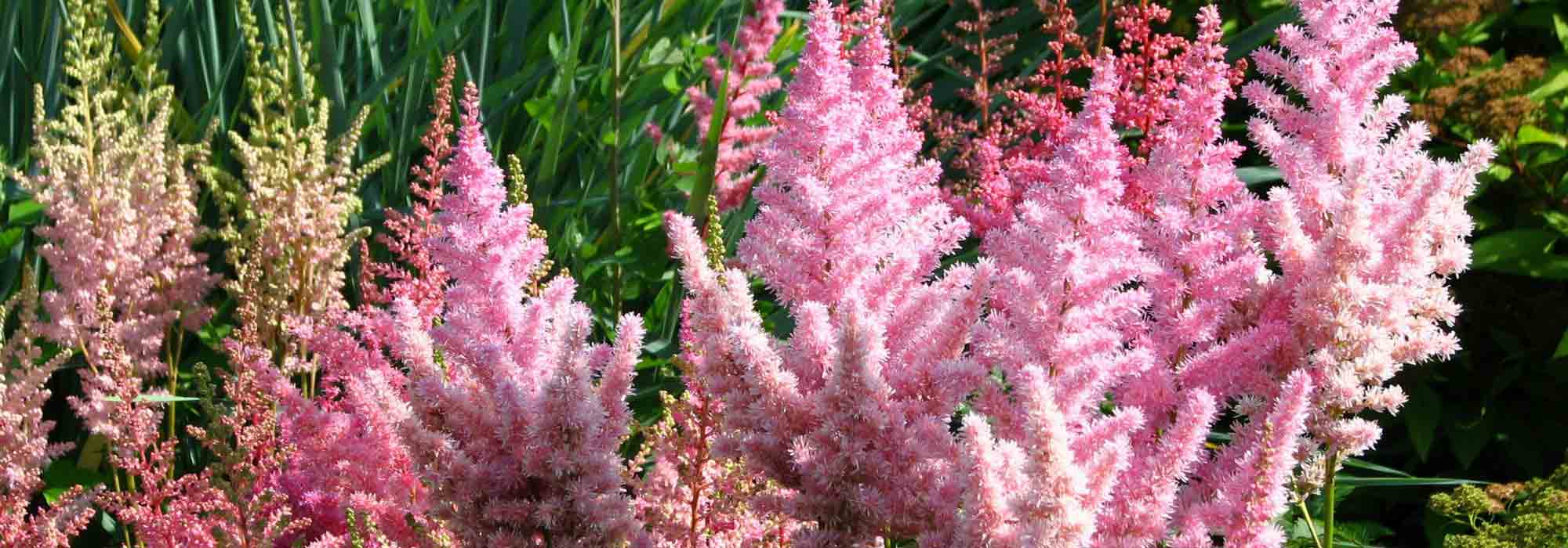 Astilbe: Pflanzung, Kultur und Pflege